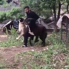 ZOR ZAPT EDiLEN DEV COBAN KOPEKLERi - GiANT ANATOLiAN SHEPHERD DOGS