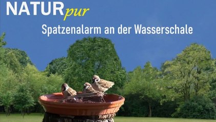 Natur pur: "Spatzenalarm an der Wasserschale"