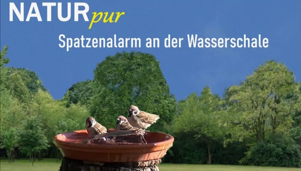 Natur pur: "Spatzenalarm an der Wasserschale"