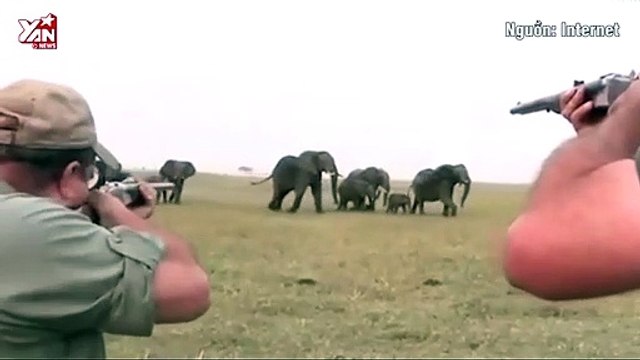 Kinh hoàng bầy voi hoang dã lên cơn cuồng sát khi đồng loại bị thợ săn xử tử