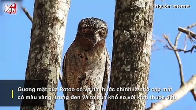 Khám phá loài chim Potoo - 'Thánh meme' có gương mặt hờn dỗi cả thế giới