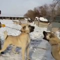 COBAN KOPEKLERi AGIR VE SERT ATISMA - ANATOLiAN SHEPHERD DOGS VS
