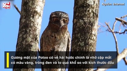 Khám phá loài chim Potoo - 'Thánh meme' có gương mặt hờn dỗi cả thế giới
