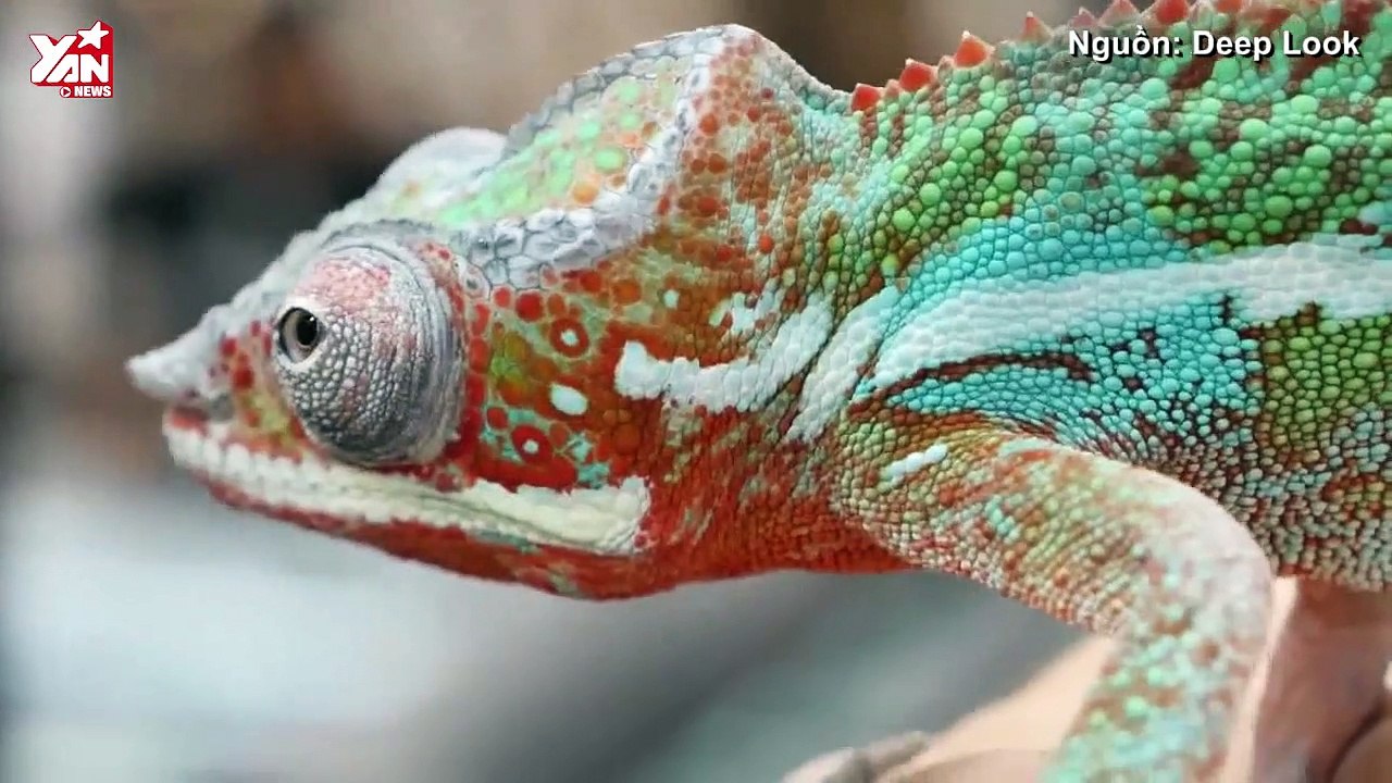 Thiên Nhiên Cận Cảnh: Chiếc Nhẫn tâm trạng của Thiên Nhiên - Đây là cách Tắc kè thay đổi màu sắc