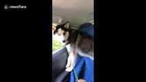 Excited pooch makes a run for it jumping out of moving car