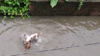 Dogs Enjoying Water Game