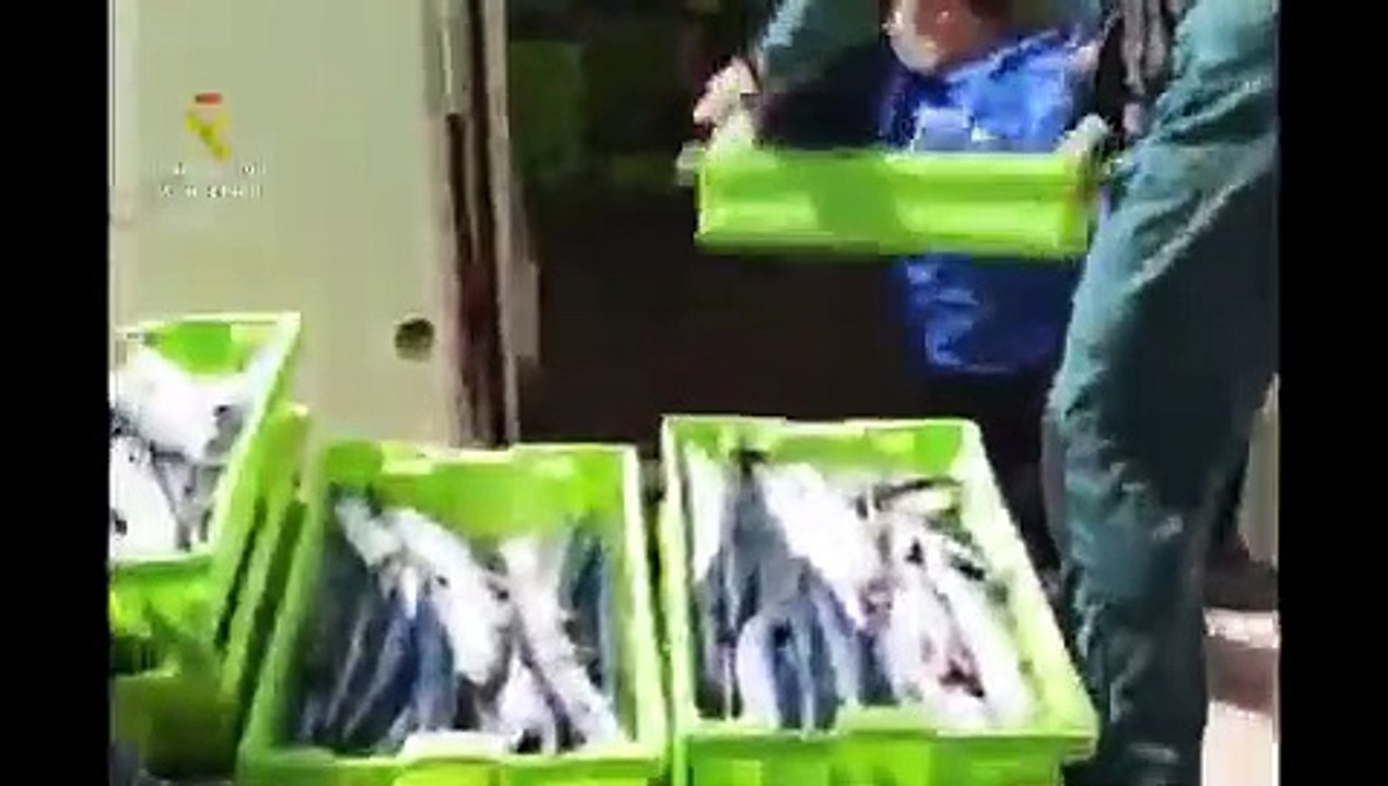 La  Guardia  Civil  de Cantabria entrega al  Banco de Alimentos más de 500 kilos de caballa intervenidos en la Bahía de Santander