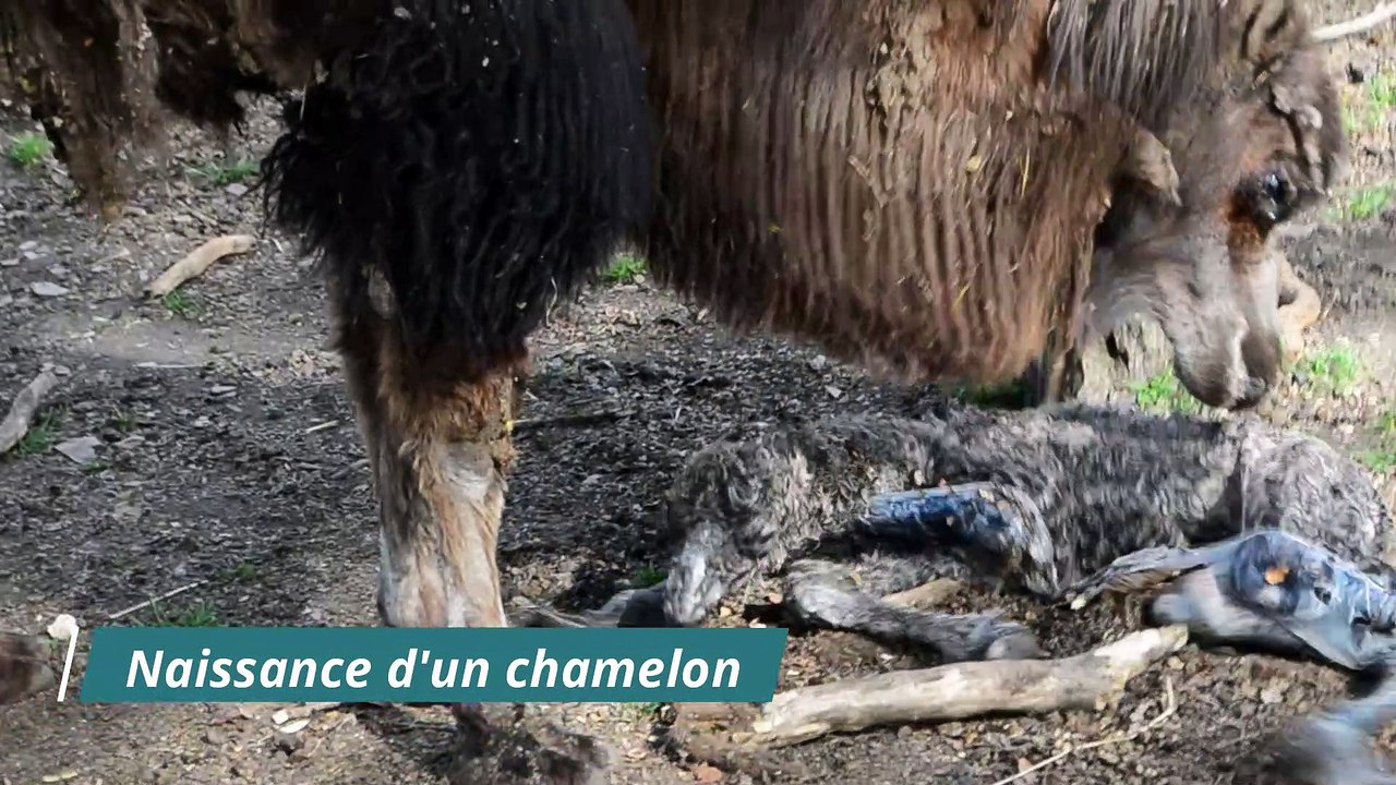 Vidéo Chamelon