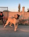 DEV COBAN KOPEGiNi ZOR ZAPT ETTi - GiANT ANATOLiAN SHEPHERD DOG