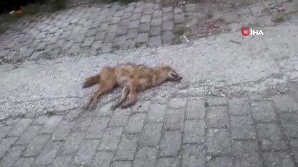 Şehre inen çakalı vatandaşlar tarafından telef edildi