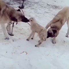 KANGAL KOPEKLERi ve KUZU KAR TATiLi - KANGAL SHEPHERD DOGS and LAMB