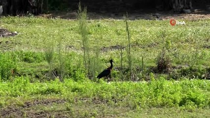 İnsanlar evlerine çekildi, o tür Bodrum'da ilk kez görüntülendi