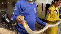 Thai family terrified after 13ft long king cobra slithers into living room