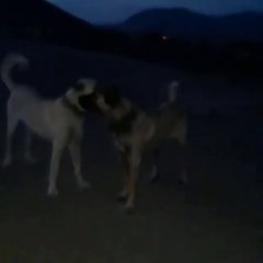 COBAN KOPEKLERiNiN AKSAM KARSILASMASI - ANATOLiAN SHEPHERD DOGS FACE TO FACE
