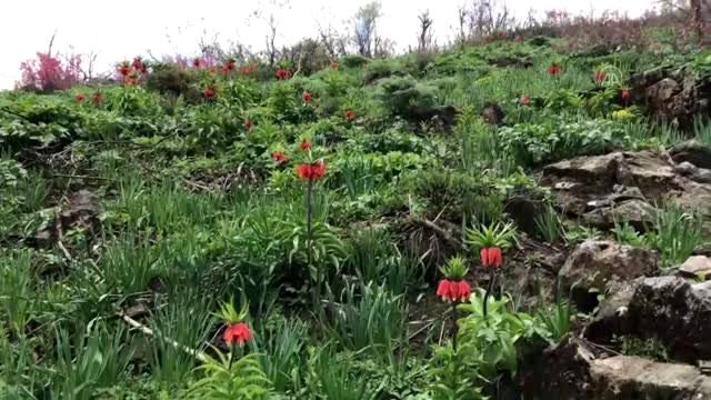 Hakkari dağlarında açan ters laleler göz kamaştırıyor