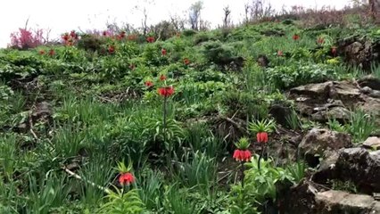 Hakkari dağlarında açan ters laleler göz kamaştırıyor