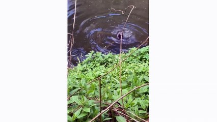 Watch as adorable otters play and swim in the River Almond in Edinburgh