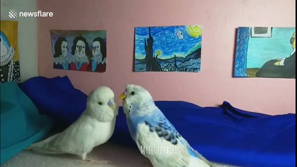 Woman creates miniature art gallery for her birds