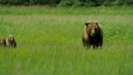 Coronavirus Lockdowns Are Bringing Wild Animals Out Into the Open of National Parks