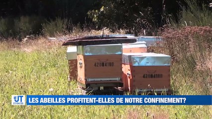 Les abeilles profitent-elles de notre confinement?