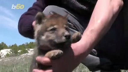 Family Pet! Crimean Family Takes in Wolf Pup During Self-Isolation!