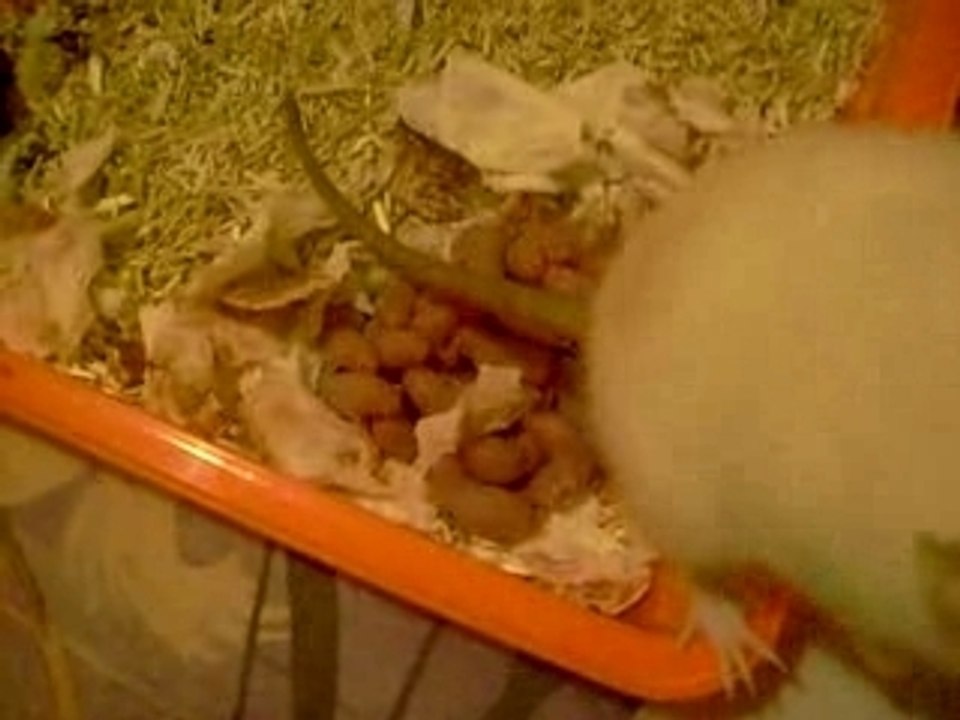 les bibous de Isis a 1 jours