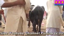 NILI RAVI HIGH DEMAND Buffalos Rs In Pakistan viral video  أفضل جاموس By Three S