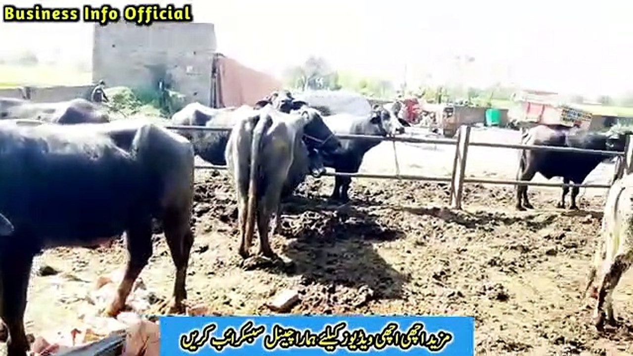 13 Sal ka Larka Dairy Farmer _ Daily Income 16,000 _ Daily Profit 10,000 _ Month