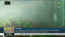 Expertos : cuarentena revitalizaó el ecosistema acuático de Venecia