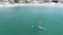 Huge grey whale surprises paddle boarder by following him through waters off California's coast