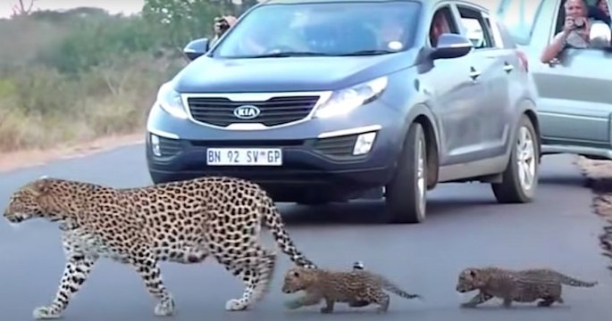 Cette maman léopard arrête la circulation pour apprendre à ses bébés comment traverser la route