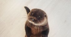 Voici Svenn, la loutre la plus mignonne d'Instagram, devenue la coqueluche d'une famille norvégienne