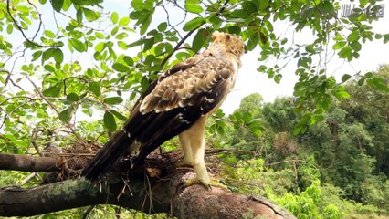 A forest man found a eagle nest on the higher tree - steal eagle eggs and cooked in mountain hole
