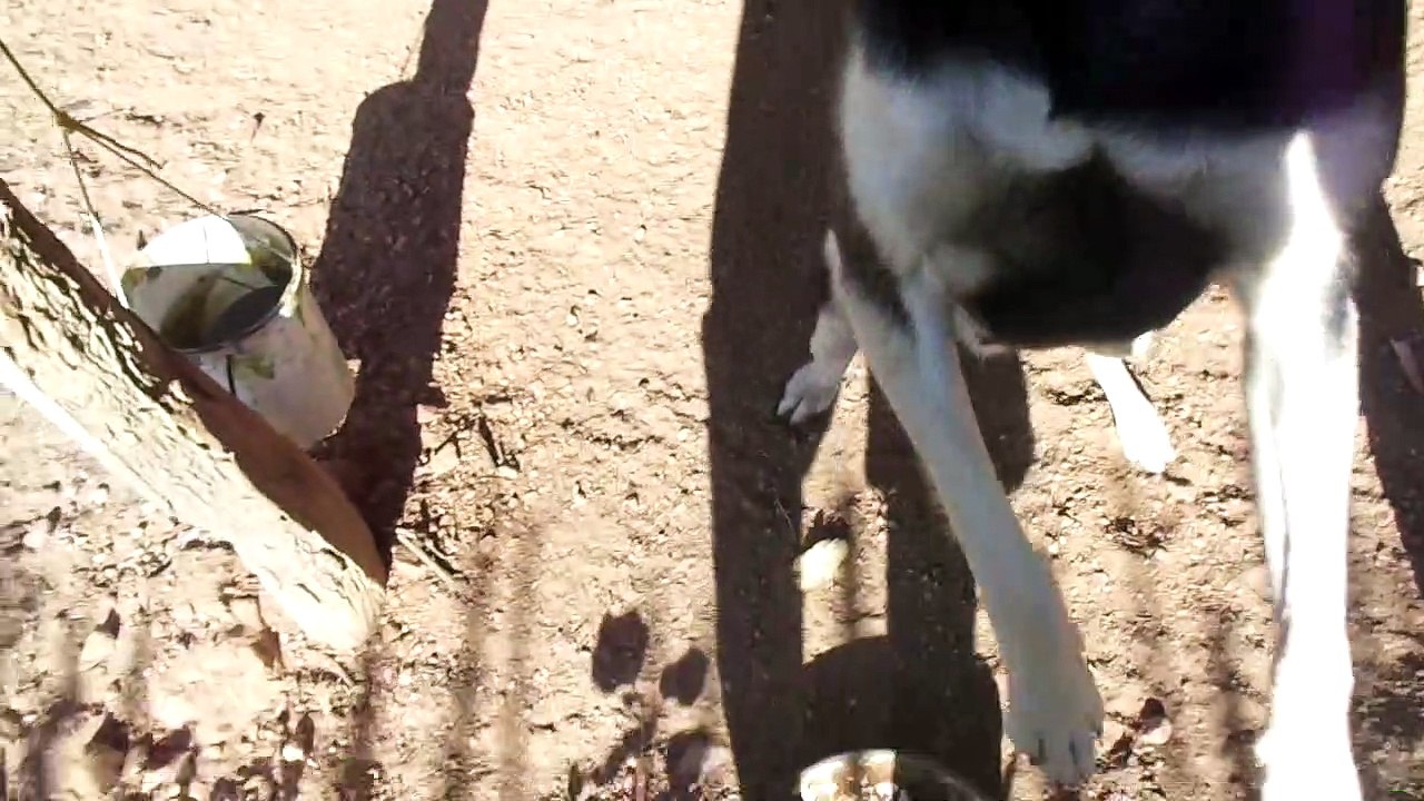 cachorro