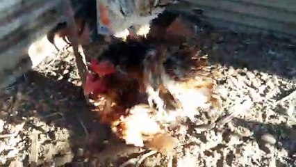 Cruzamentos de galo arrepiado e galinha arrepiada