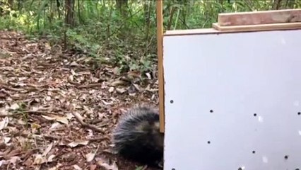 Gambá é capturado em residência e solto em área de preservação