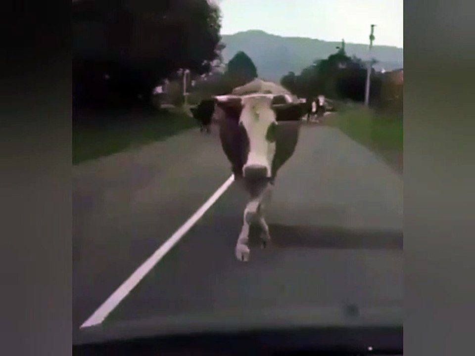 Cow Dance
