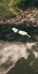 Golden Retriever Loves His Mud Puddle