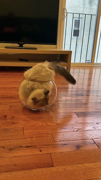 Cat wants to be a Fish