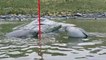 Baby Elephant Seals Play with a Pole