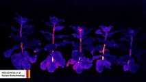 Video Shows Glowing Plants Developed By Scientists