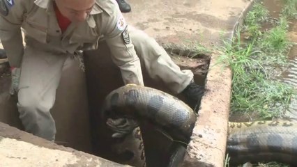 Ils découvrent un énorme anaconda dans une bouche d'égout