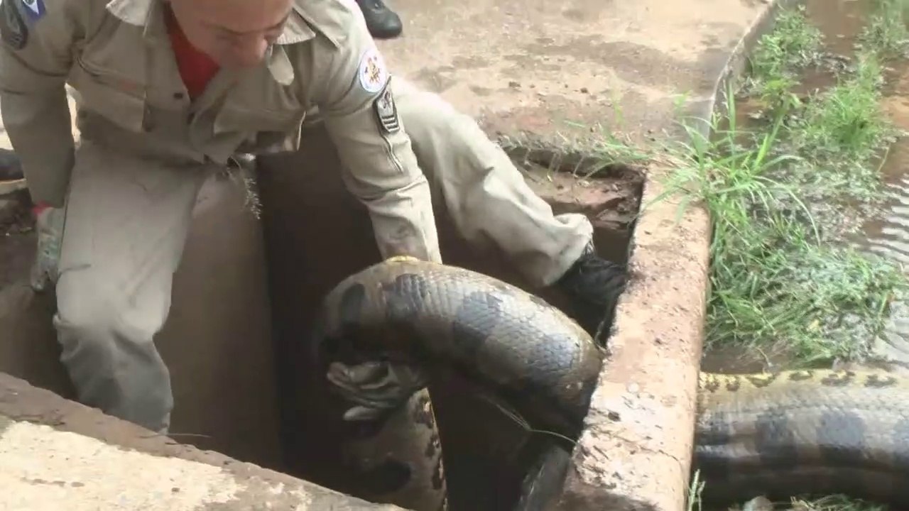 Ils découvrent un énorme anaconda dans une bouche d'égout