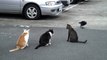 Un corbeau embête 3 chats : même pas peur