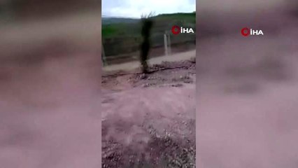 Başkent'te çok sayıda ölü köpek yavrusu bulundu