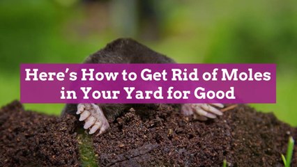Here's How to Get Rid of Moles in Your Yard for Good