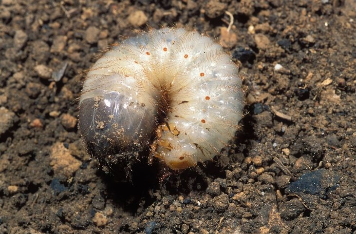 Gros vers blanc dans le compost, larve blanche dans le compost : la larve  de cétoine