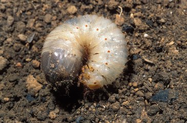 Vos Questions Jardin: Des gros vers blancs dans le compost