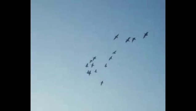 Uccelli migratori video 2015