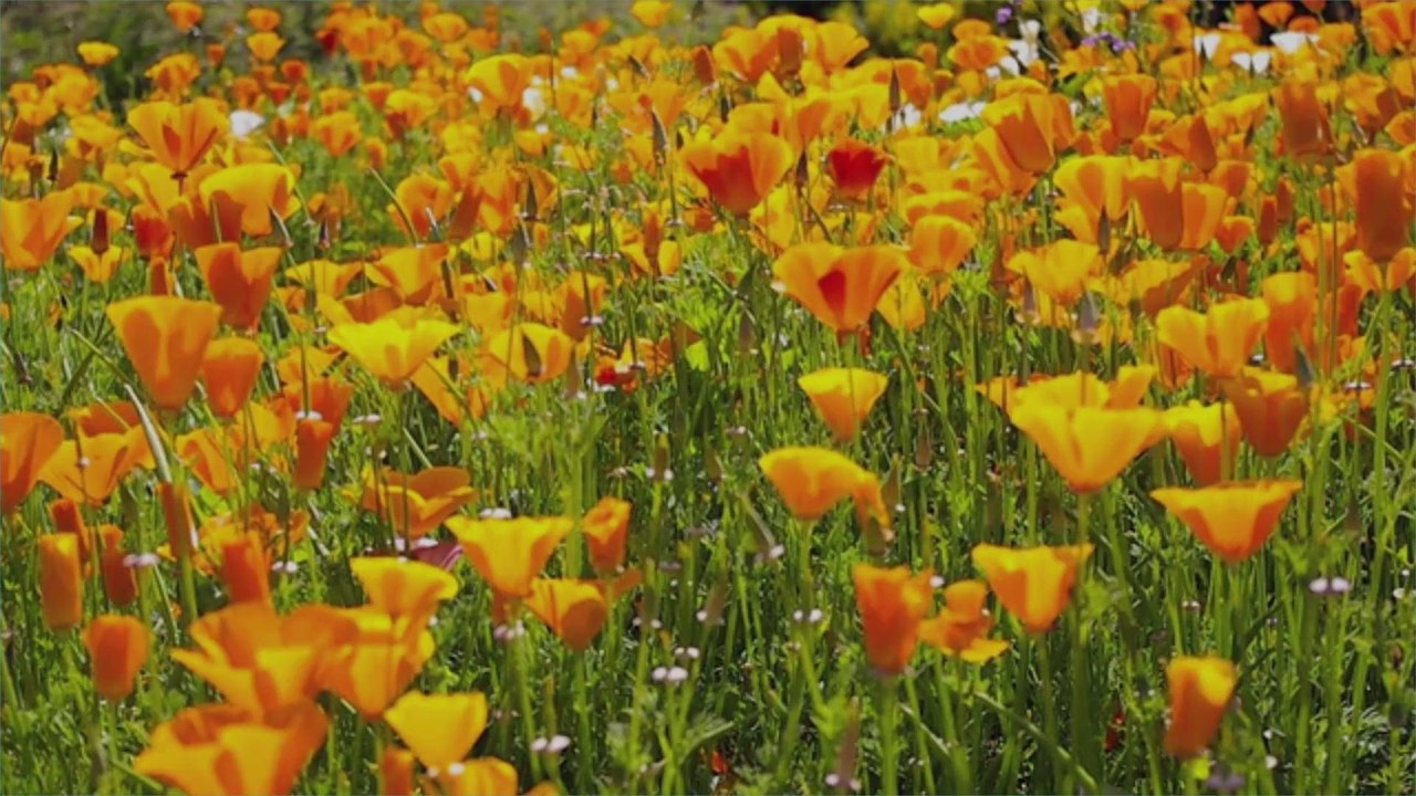 California's Iconic Poppy Fields Are in Bloom — and You Can See Them Safely at Home
